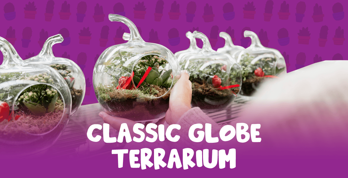 classic-globe-terrarium-with-two-succulents