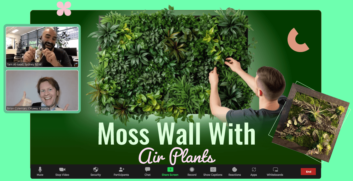 virtual-moss-wall-with-air-plants